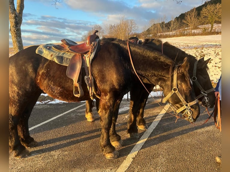 Percheron Hongre 4 Ans 174 cm Noir in Waldstetten