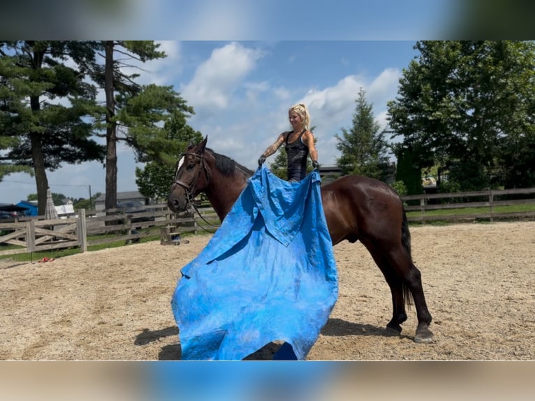 Percheron Croisé Hongre 4 Ans 178 cm Noir in Gap