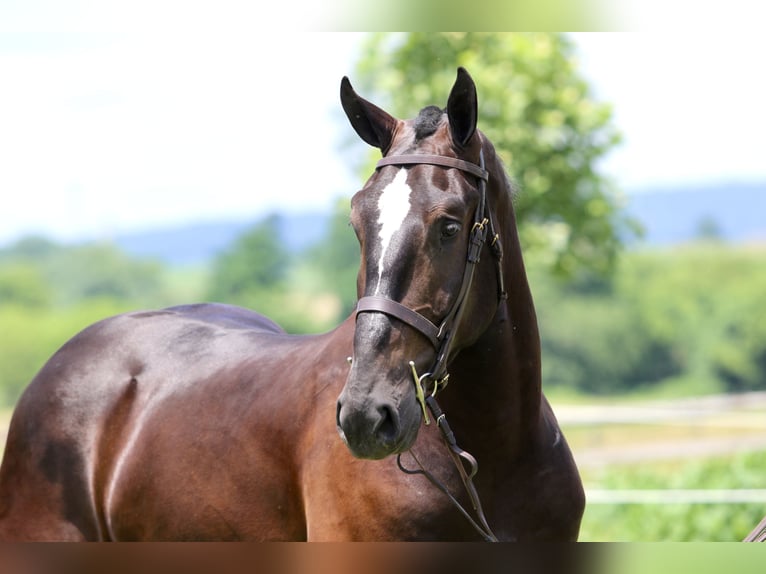 Percheron Croisé Hongre 4 Ans 178 cm Noir in Gap