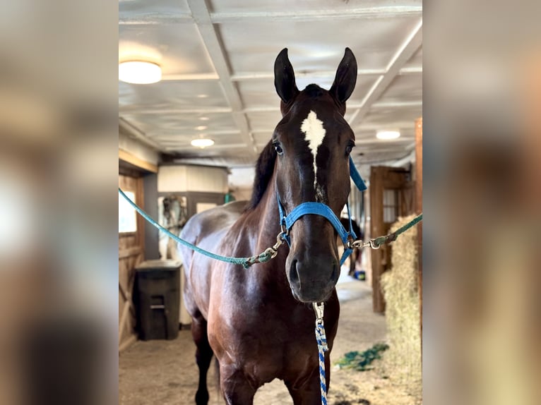 Percheron Croisé Hongre 4 Ans 178 cm Noir in Gap