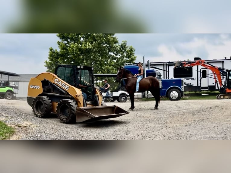 Percheron Croisé Hongre 4 Ans 178 cm Noir in Gap