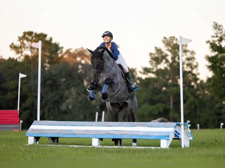 Percheron Croisé Hongre 4 Ans Rouan Bleu in Ocala