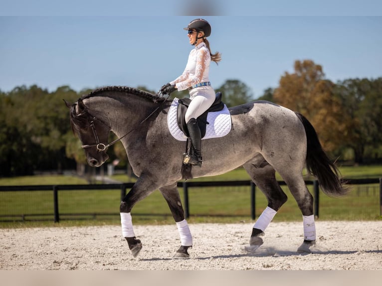 Percheron Croisé Hongre 4 Ans Rouan Bleu in Ocala