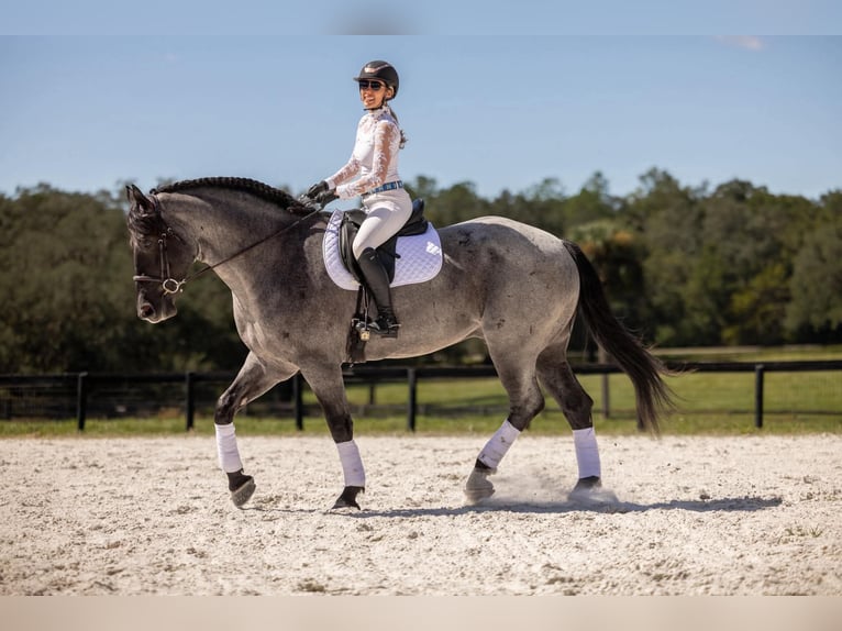Percheron Croisé Hongre 4 Ans Rouan Bleu in Ocala