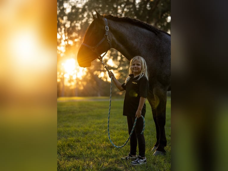 Percheron Croisé Hongre 4 Ans Rouan Bleu in Ocala