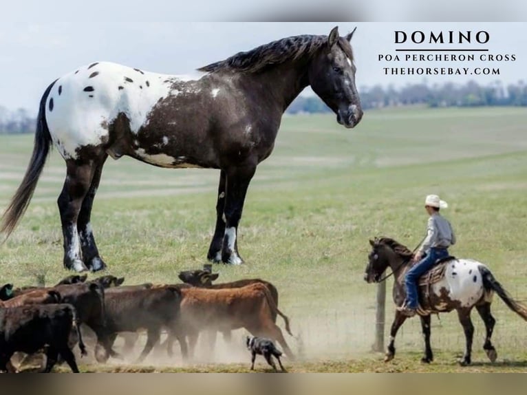 Percheron Croisé Hongre 5 Ans 147 cm Noir in Auburn, KY