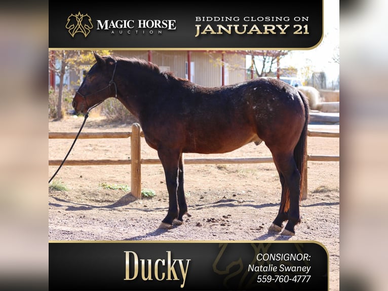 Percheron Croisé Hongre 5 Ans 152 cm Bai cerise in Fort Collins