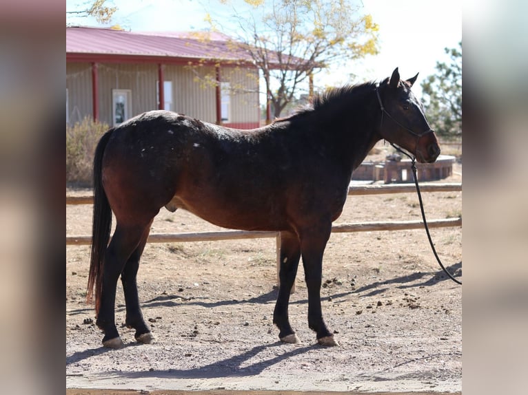 Percheron Croisé Hongre 5 Ans 152 cm Bai cerise in Fort Collins