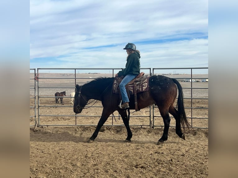 Percheron Croisé Hongre 5 Ans 152 cm Bai cerise in Fort Collins