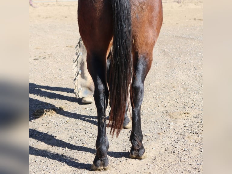 Percheron Croisé Hongre 5 Ans 152 cm Bai cerise in Fort Collins