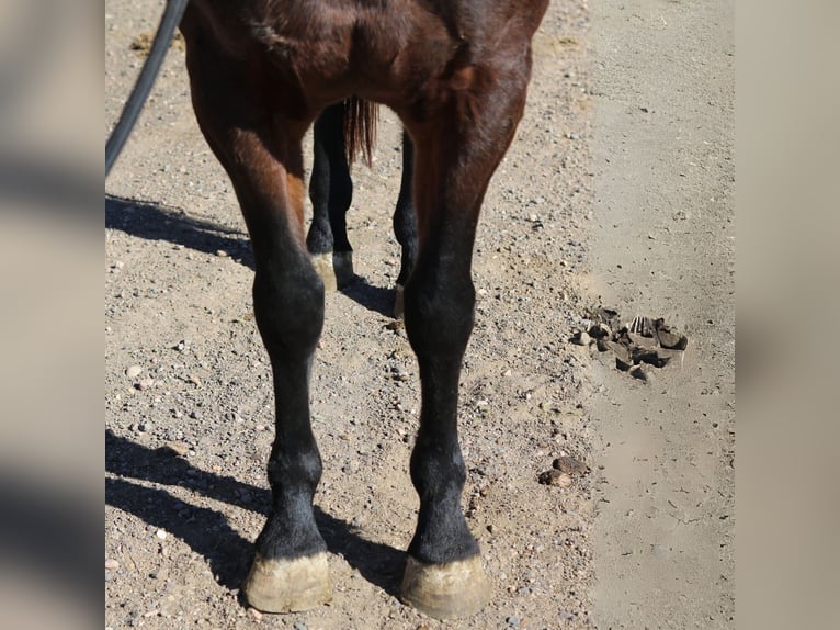 Percheron Croisé Hongre 5 Ans 152 cm Bai cerise in Fort Collins