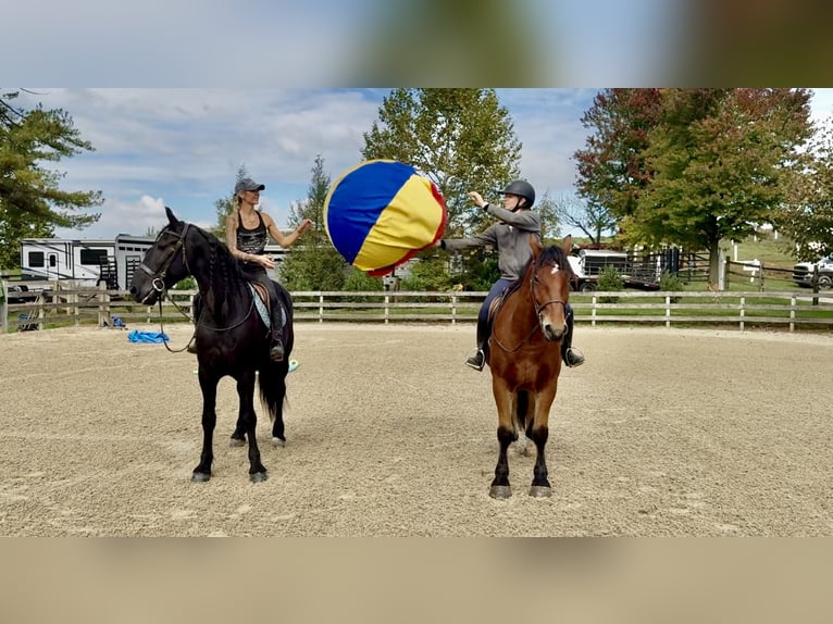 Percheron Croisé Hongre 5 Ans 157 cm Bai cerise in Gap, PA