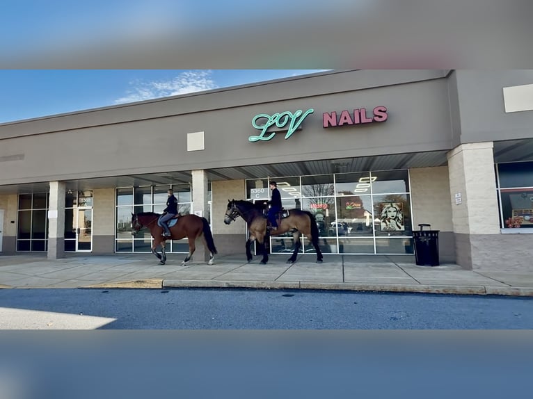 Percheron Croisé Hongre 5 Ans 157 cm Bai cerise in Gap, PA
