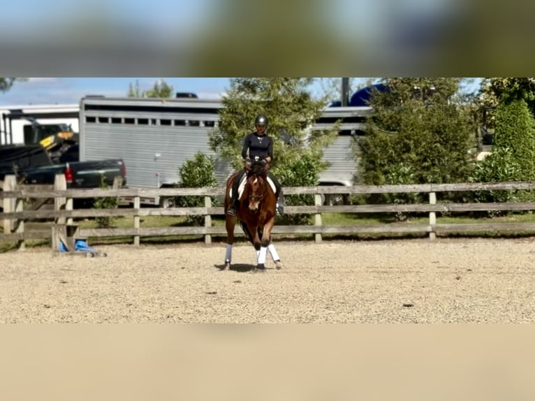 Percheron Croisé Hongre 5 Ans 157 cm Bai cerise in Gap, PA