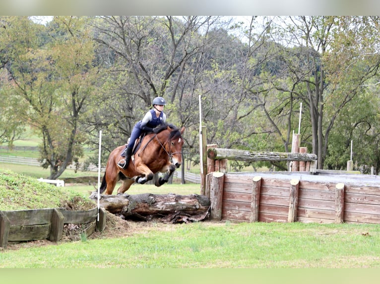 Percheron Croisé Hongre 5 Ans 157 cm Bai cerise in Gap, PA