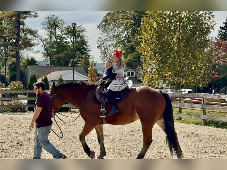 Percheron Croisé Hongre 5 Ans 157 cm Bai cerise in Gap, PA
