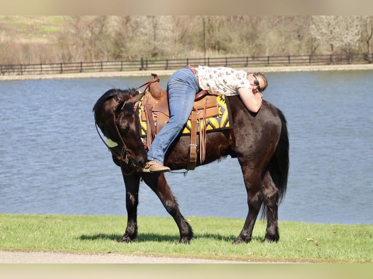 Percheron Croisé Hongre 5 Ans 157 cm Noir in Mayslick