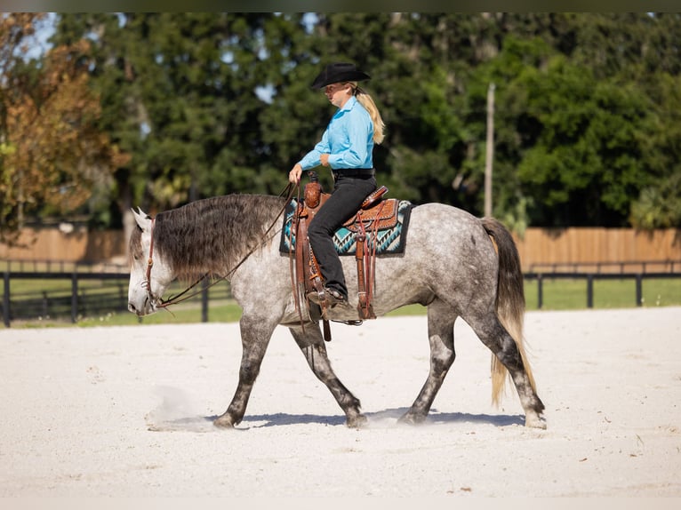 Percheron Croisé Hongre 5 Ans 160 cm Gris in Ocala