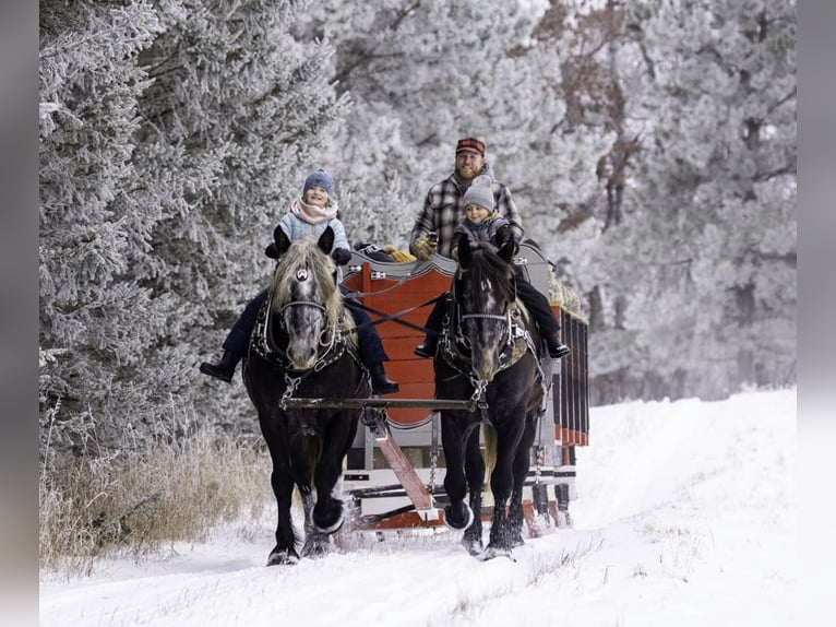 Percheron Croisé Hongre 5 Ans 160 cm Gris in Nevis, MN