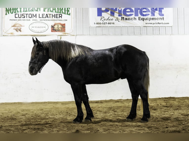 Percheron Croisé Hongre 5 Ans 160 cm Gris in Nevis, MN