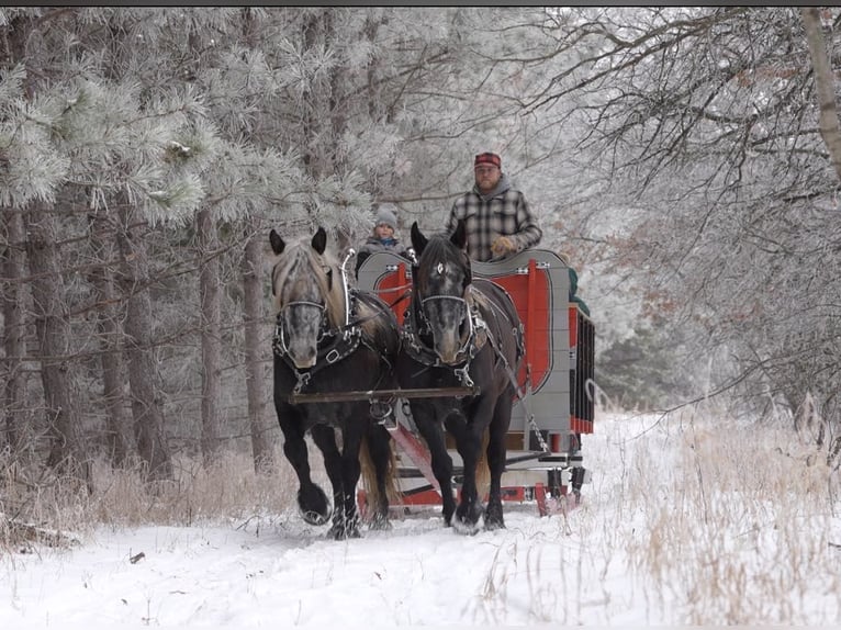 Percheron Croisé Hongre 5 Ans 160 cm Gris in Nevis, MN