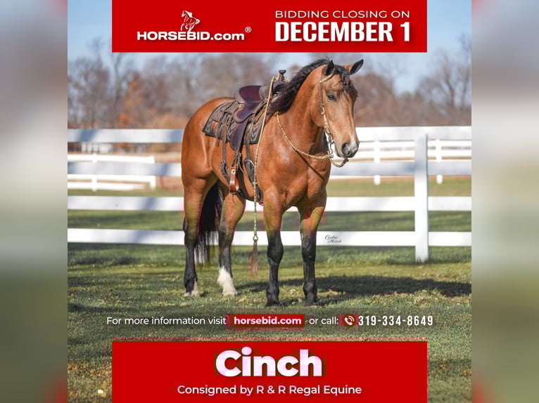 Percheron Croisé Hongre 5 Ans 163 cm Buckskin in Independence