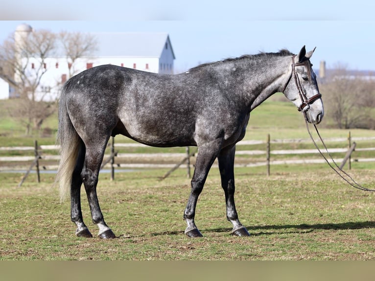 Percheron Croisé Hongre 5 Ans 163 cm Gris in Gap