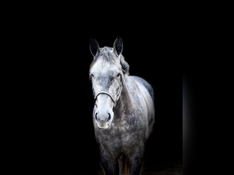 Percheron Croisé Hongre 5 Ans 163 cm Gris in Gap