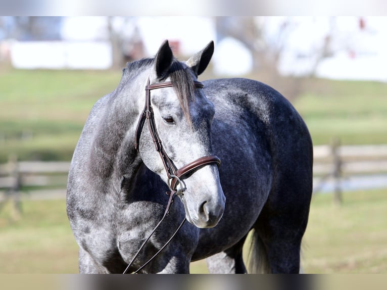Percheron Croisé Hongre 5 Ans 163 cm Gris in Gap