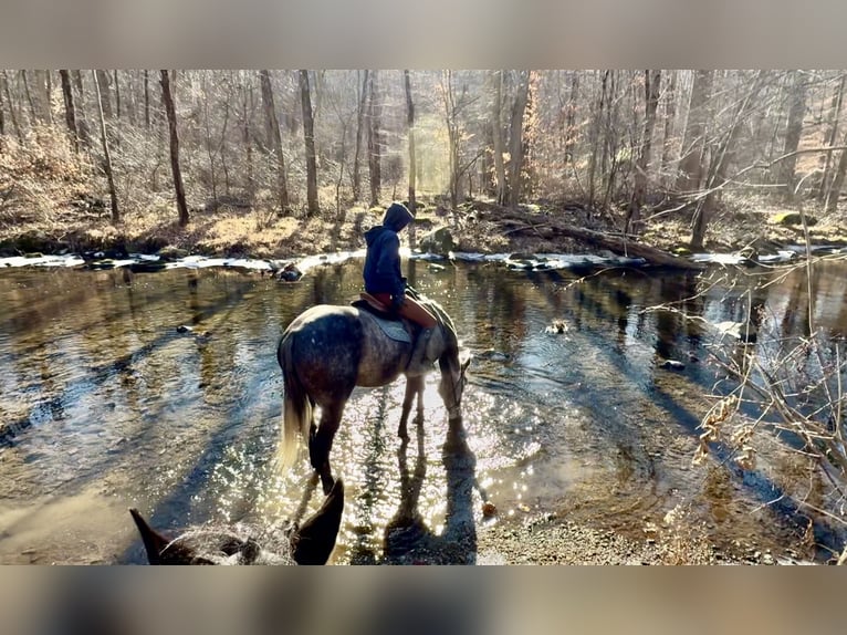 Percheron Croisé Hongre 5 Ans 163 cm Gris in Gap