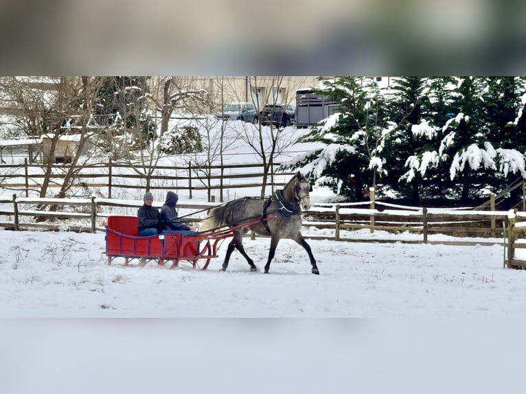 Percheron Croisé Hongre 5 Ans 163 cm Gris in Gap