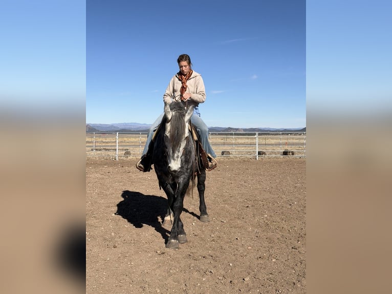 Percheron Croisé Hongre 5 Ans 163 cm Gris in Westcliffe