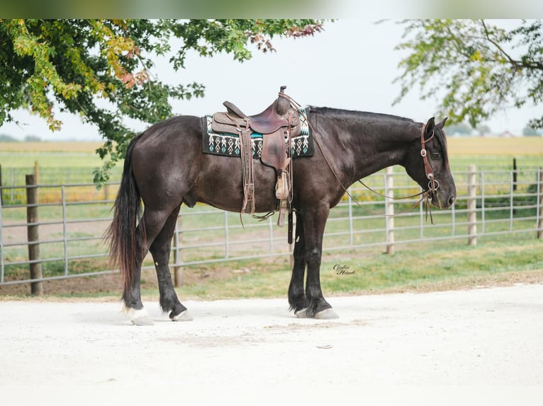 Percheron Hongre 5 Ans 163 cm Noir in Independence IA