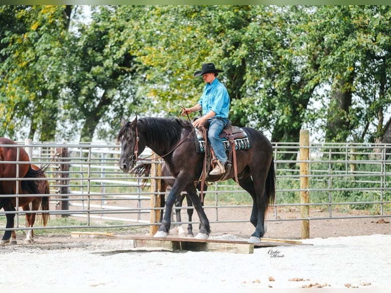 Percheron Hongre 5 Ans 163 cm Noir in Independence IA