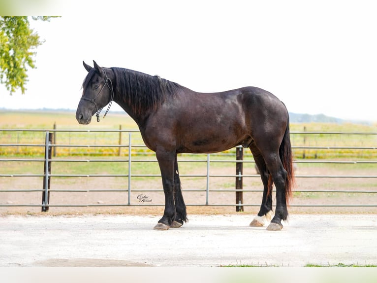 Percheron Hongre 5 Ans 163 cm Noir in Independence IA