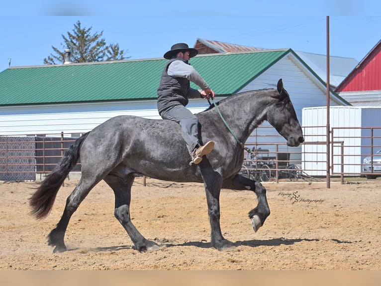Percheron Hongre 5 Ans 163 cm Rouan Bleu in Fairbank IA