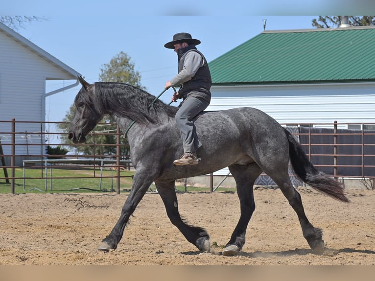 Percheron Hongre 5 Ans 163 cm Rouan Bleu in Fairbank IA