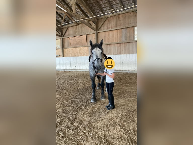 Percheron Hongre 5 Ans 164 cm Gris pommelé in Aschau am Inn