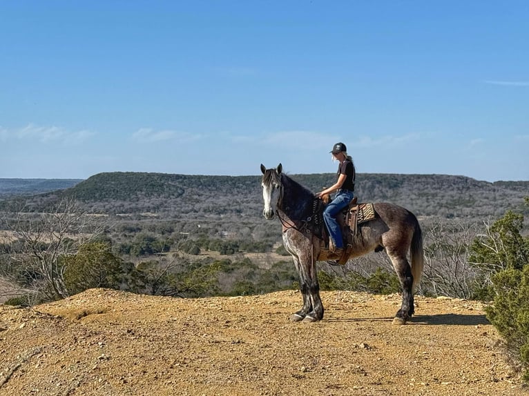 Percheron Hongre 5 Ans 165 cm Gris pommelé in Jacksboro TX