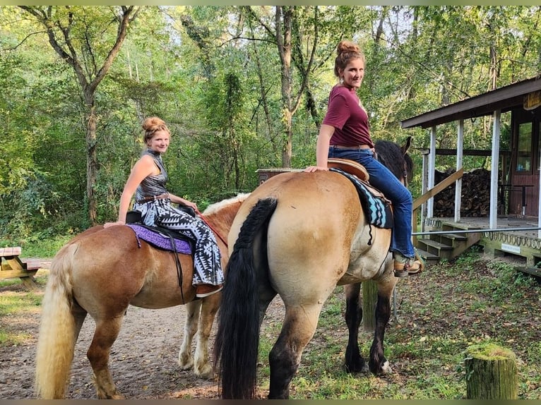 Percheron Croisé Hongre 5 Ans 168 cm Bai cerise in Camden, MI