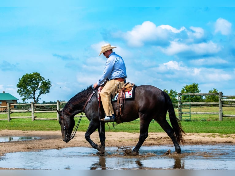 Percheron Croisé Hongre 5 Ans 168 cm Bai in Nevis, MN