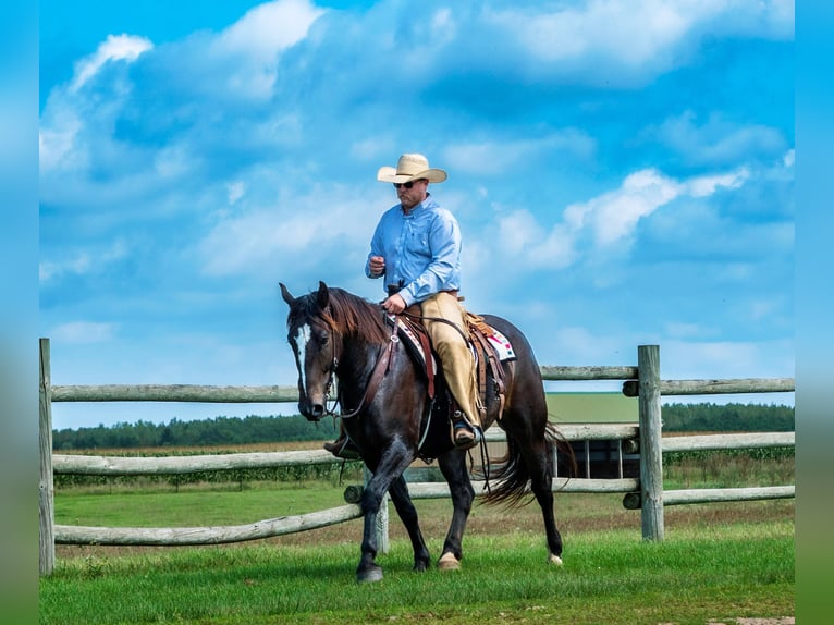 Percheron Croisé Hongre 5 Ans 168 cm Bai in Nevis, MN