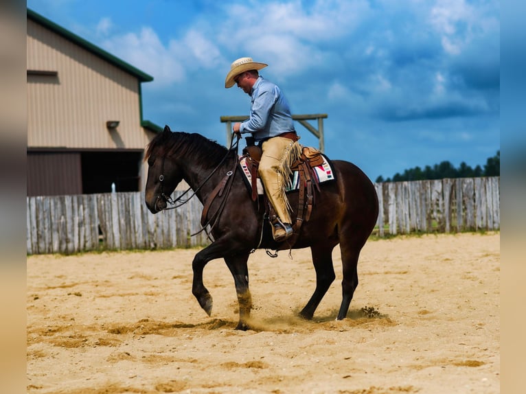 Percheron Croisé Hongre 5 Ans 168 cm Bai in Nevis, MN