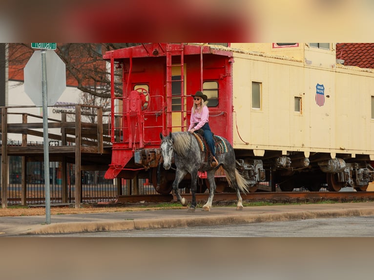 Percheron Croisé Hongre 5 Ans 168 cm Gris in Quitman