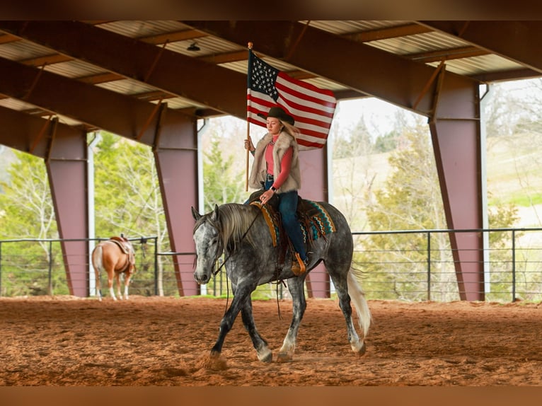 Percheron Croisé Hongre 5 Ans 168 cm Gris in Quitman