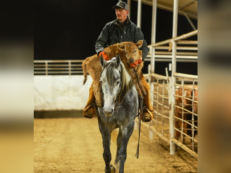 Percheron Croisé Hongre 5 Ans 168 cm Gris in Quitman