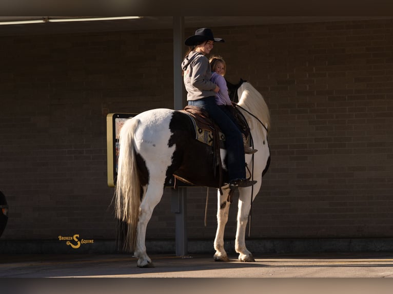 Percheron Croisé Hongre 5 Ans 168 cm Pinto in Bogard