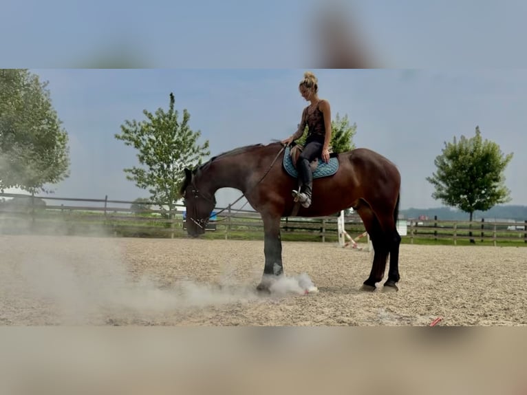 Percheron Croisé Hongre 5 Ans 170 cm Bai cerise in Gap, PA