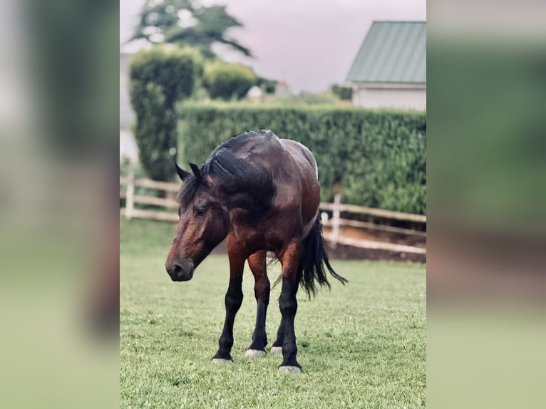 Percheron Croisé Hongre 5 Ans 170 cm Bai cerise in Gap, PA