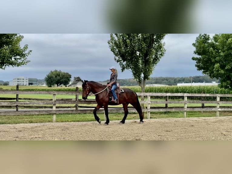 Percheron Croisé Hongre 5 Ans 170 cm Bai cerise in Gap, PA